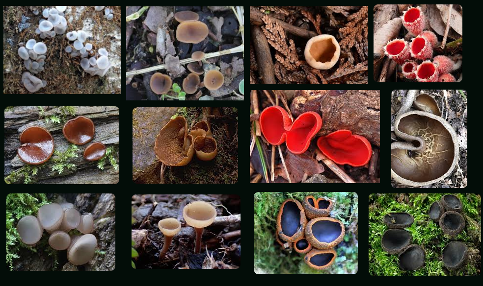 チャワンタケ（茶碗タケ） キノコの森へようこそ・・／紅色吐息（べにいろといき）の近況ノート - カクヨム