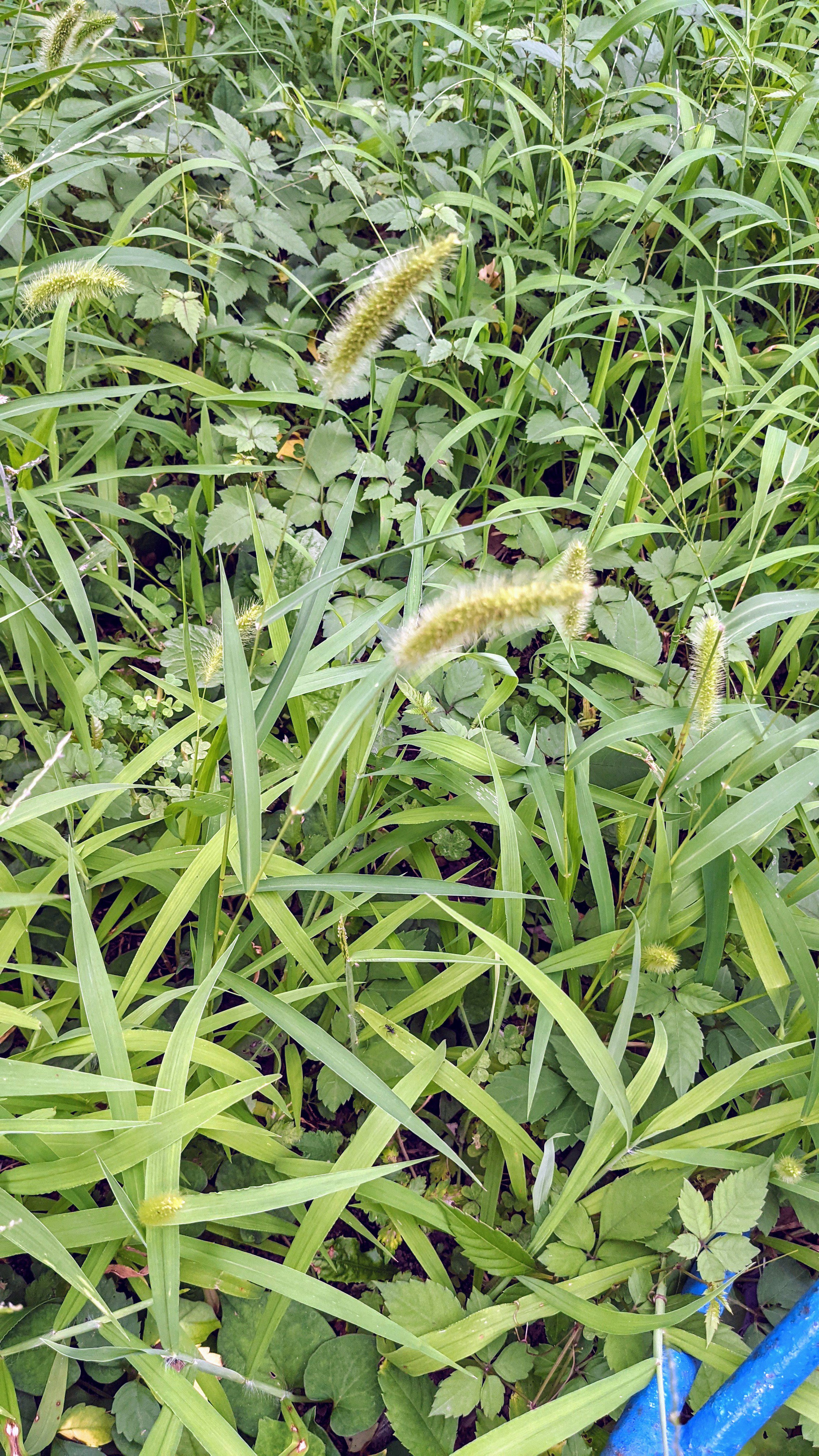 猫じゃらしの花言葉は 紡 Tsumugi の近況ノート カクヨム