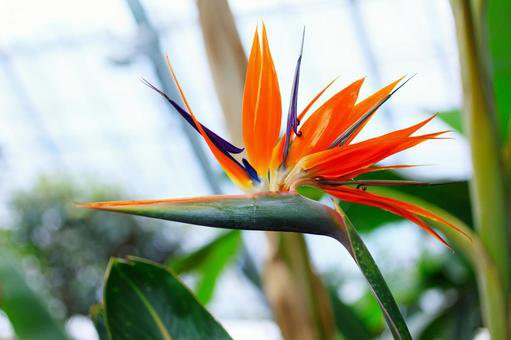 ショート動画 No1. 極楽鳥花／寿々木七三の近況ノート - カクヨム