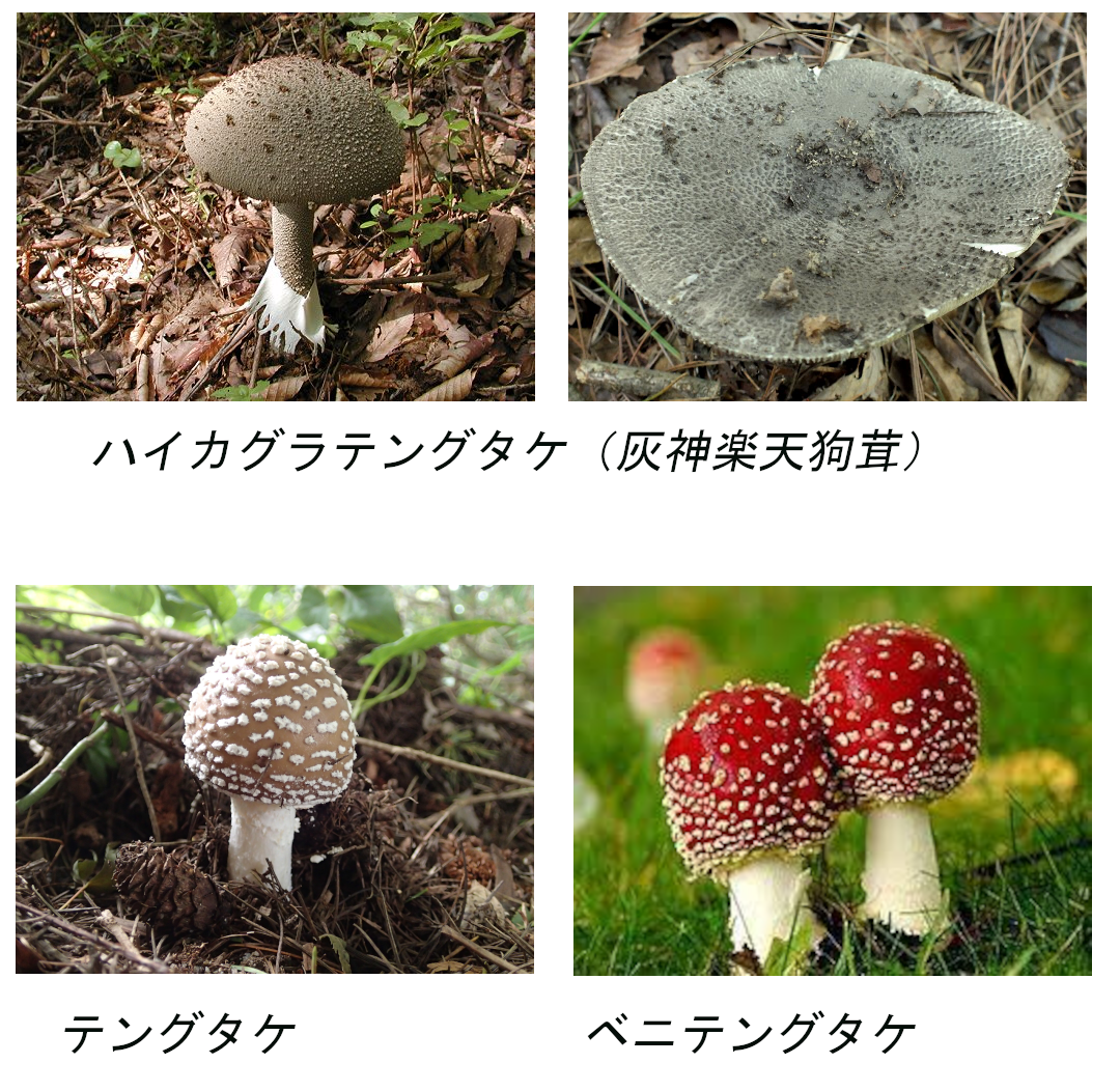 ハイカグラテングタケ（灰神楽天狗茸） キノコの森へようこそ・・／紅色吐息（べにいろといき）の近況ノート - カクヨム